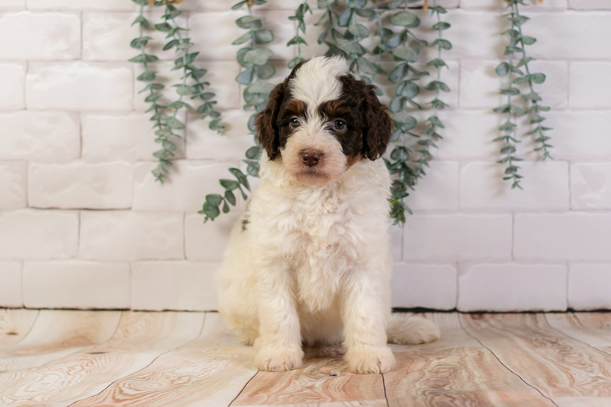 Sunday - Chocolate Parti F1b Bernedoodle Female Puppy | Illinois